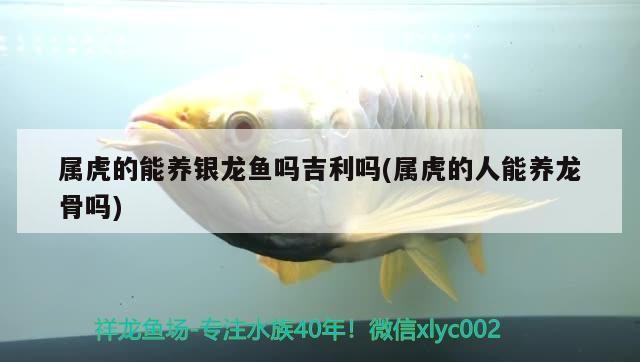 屬虎的能養銀龍魚嗎吉利嗎(屬虎的人能養龍骨嗎)