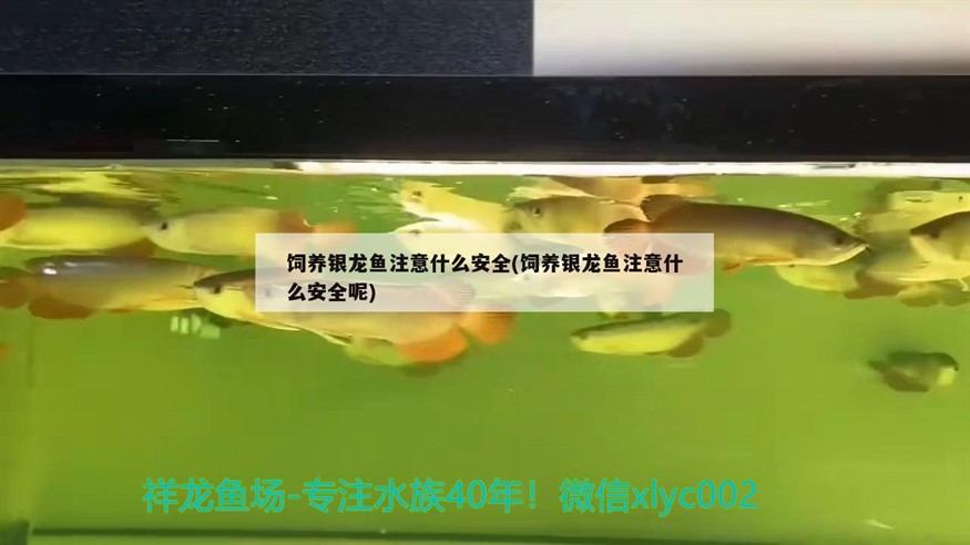 飼養(yǎng)銀龍魚(yú)注意什么安全(飼養(yǎng)銀龍魚(yú)注意什么安全呢)