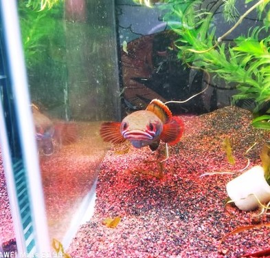 血斑一型雷龍魚介紹