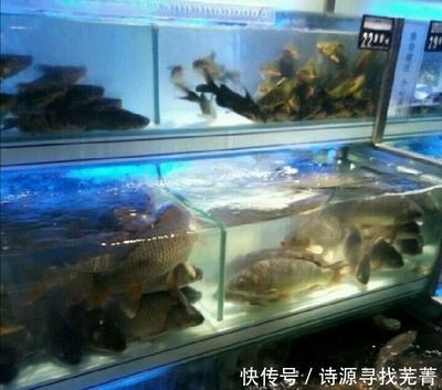 出售二手海鮮魚缸騙局視頻：二手海鮮魚缸騙局