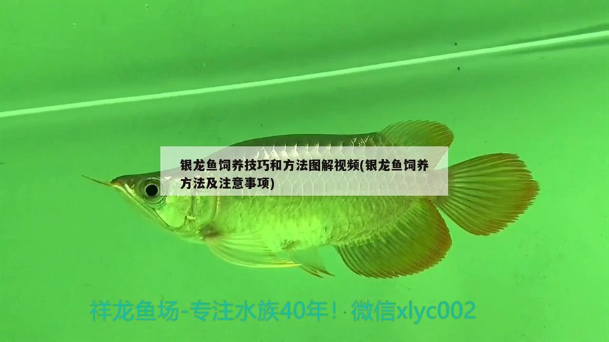 銀龍魚飼養技巧和方法圖解視頻(銀龍魚飼養方法及注意事項)