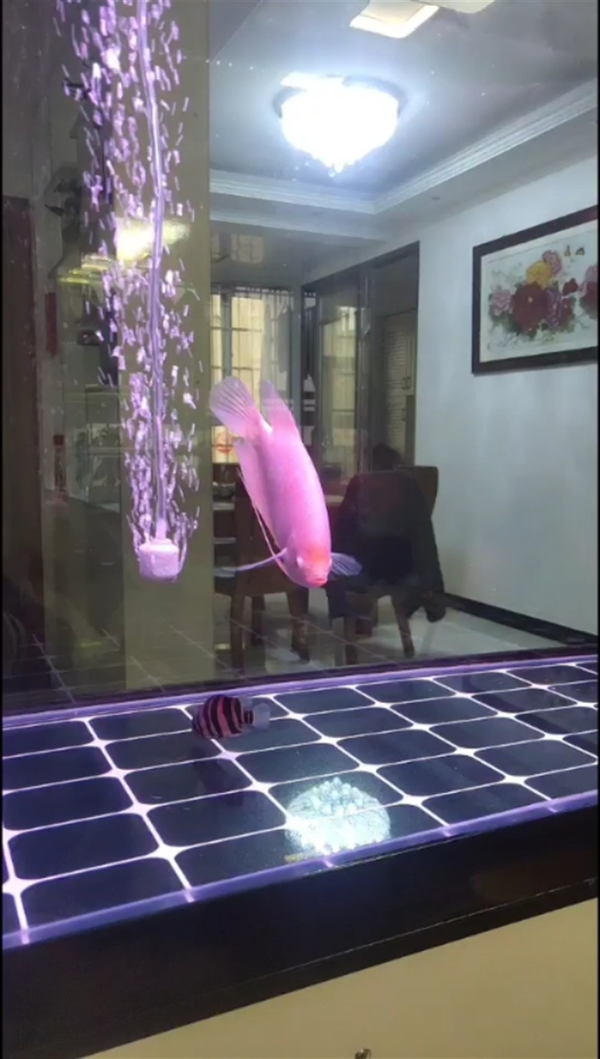 虎魚吃不到食怎么辦呀著急 虎魚吃不到食怎么辦呀著急 虎魚百科