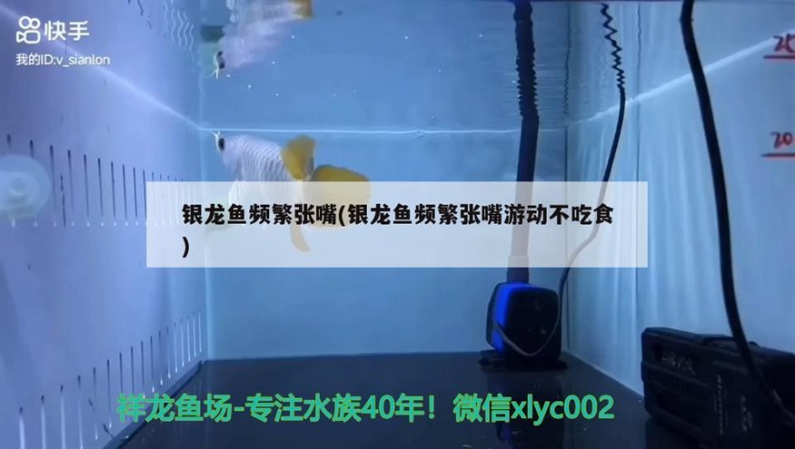 銀龍魚頻繁張嘴(銀龍魚頻繁張嘴游動不吃食)