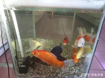 徹底清洗魚缸水垢的方法視頻：如何徹底清洗魚缸水垢