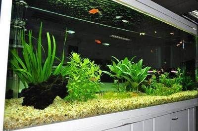 徹底清洗魚缸水垢的方法視頻：如何徹底清洗魚缸水垢