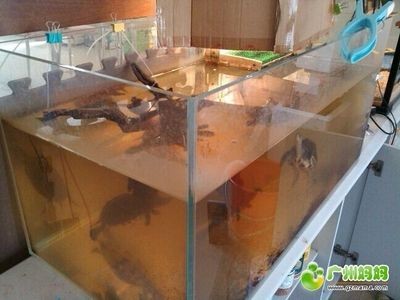 廣州水族市場探秘二手魚缸養護指南水族箱養護指南：廣州二手魚缸出售