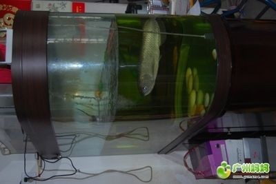 廣州水族市場探秘二手魚缸養護指南水族箱養護指南：廣州二手魚缸出售