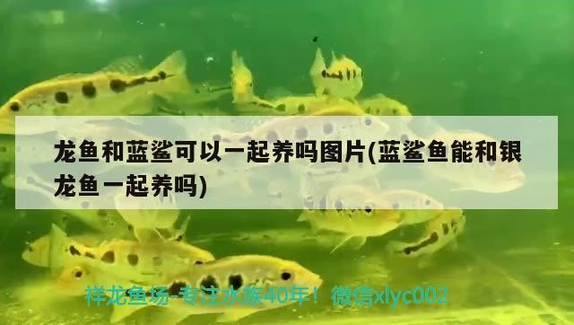 龍魚和藍(lán)鯊可以一起養(yǎng)嗎圖片(藍(lán)鯊魚能和銀龍魚一起養(yǎng)嗎)