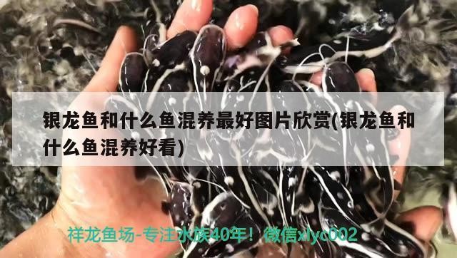 銀龍魚和什么魚混養最好圖片欣賞(銀龍魚和什么魚混養好看)