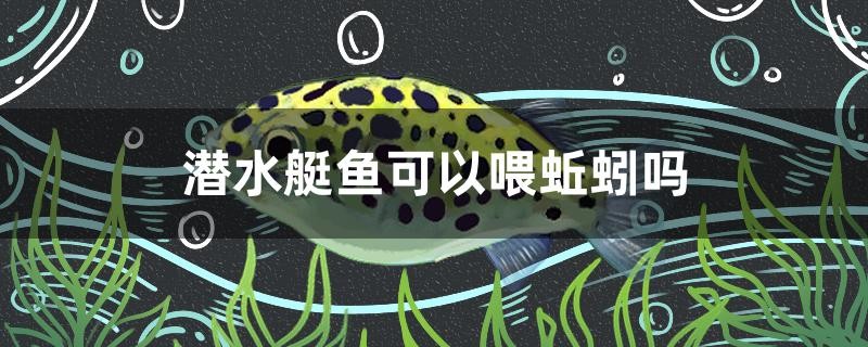 潛水艇魚可以喂蚯蚓嗎