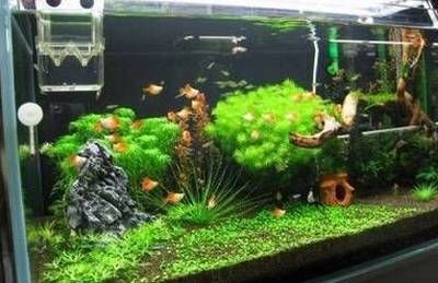 大魚缸放什么水草最好：水草養護技巧與誤區