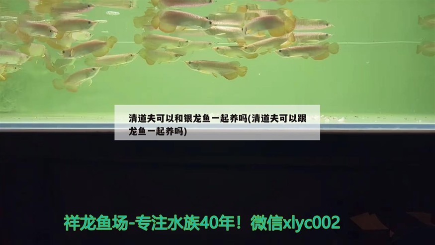 清道夫可以和銀龍魚一起養(yǎng)嗎(清道夫可以跟龍魚一起養(yǎng)嗎)