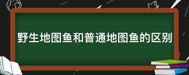 野生地圖魚，野生地圖魚與普通地圖魚的飼養需要注意以下幾個方面