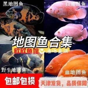 野生地圖魚，野生地圖魚與普通地圖魚的飼養需要注意以下幾個方面