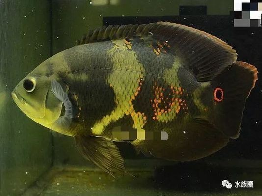 野生地圖魚，野生地圖魚與普通地圖魚的飼養需要注意以下幾個方面