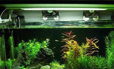 常溫水魚(yú)缸適合養(yǎng)什么魚(yú)：家里的大水缸適合養(yǎng)什么魚(yú)