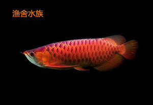 詳細閱讀:紅龍魚趴缸是怎么回事兒呀視頻(紅龍魚趴缸是怎么回事兒呀視頻講解) 紅龍魚趴缸是怎么回事兒呀視頻(紅龍魚趴缸是怎么回事兒呀視頻講解)