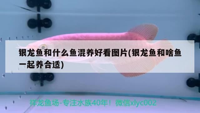 銀龍魚和什么魚混養好看圖片(銀龍魚和啥魚一起養合適)