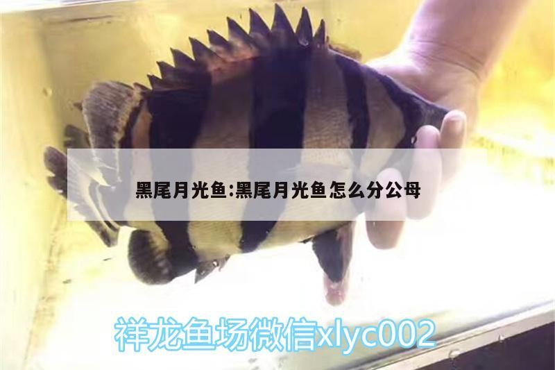 祥龍魚場是否提供分級標準文檔？ 祥龍魚場是否提供分級標準文檔？ 龍魚百科 第1張