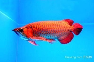 紅龍魚怎么讓胸鰭變長
