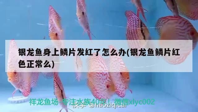 銀龍魚身上鱗片發紅了怎么辦(銀龍魚鱗片紅色正常么)