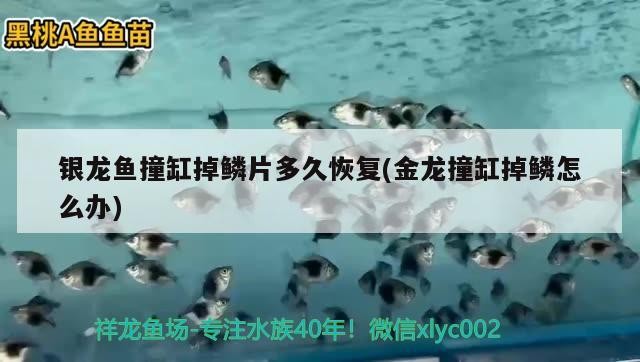 銀龍魚撞缸掉鱗片多久恢復(fù)(金龍撞缸掉鱗怎么辦)