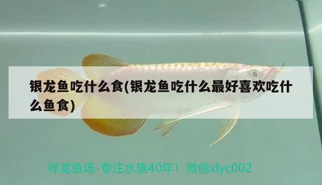 銀龍魚吃什么食(銀龍魚吃什么最好喜歡吃什么魚食)