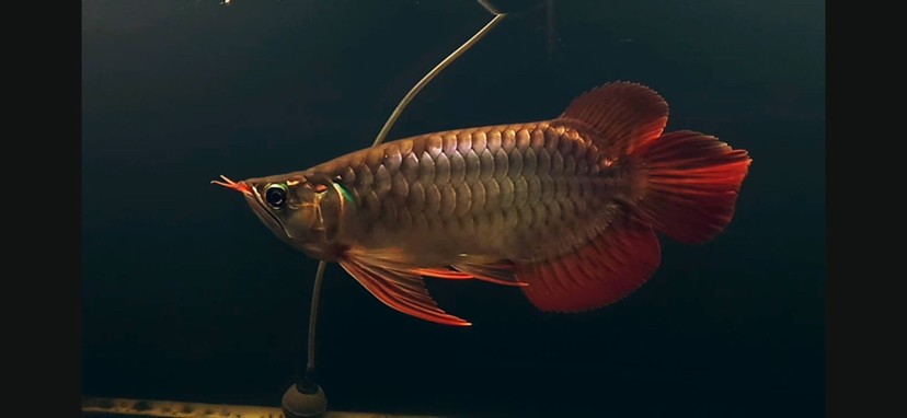龍宮水族生態魚缸專賣