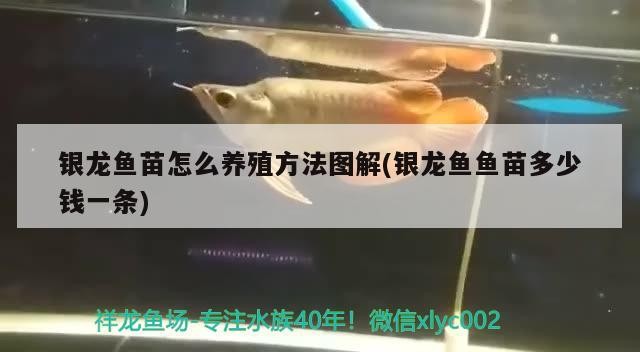 銀龍魚苗怎么養殖方法圖解(銀龍魚魚苗多少錢一條)