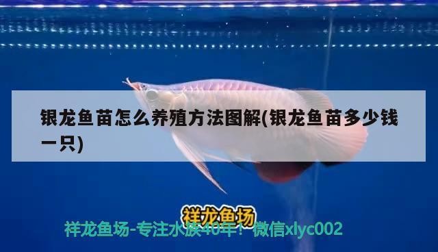 銀龍魚苗怎么養殖方法圖解(銀龍魚苗多少錢一只) 銀龍魚苗怎么養殖方法圖解(銀龍魚苗多少錢一只) 銀龍魚百科