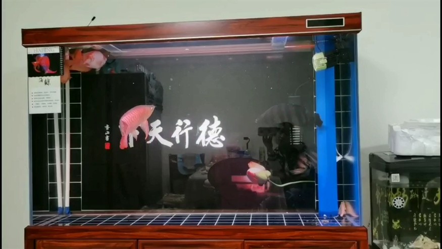 大虎魚欺負小虎怎樣才能讓小虎魚活躍