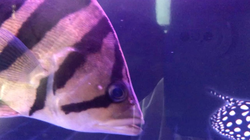 求助虎魚蒙眼