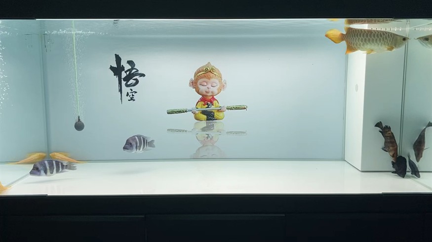 虎魚這是蒙眼么 虎魚這是蒙眼么 虎魚百科 第1張