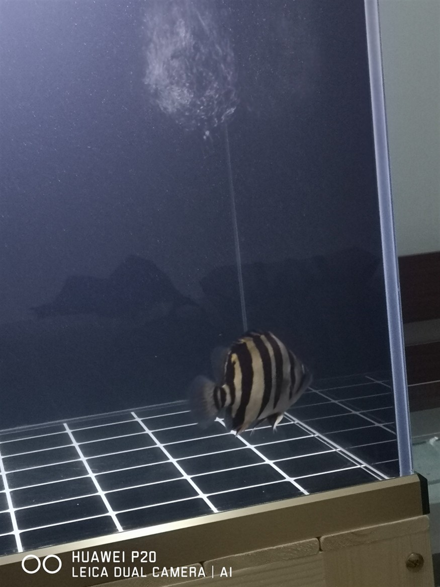虎魚包脖包肚重要嗎？帥就完了 虎魚包脖包肚重要嗎？帥就完了 虎魚百科 第3張