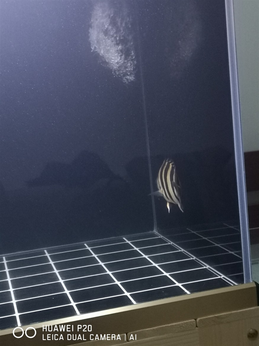 虎魚包脖包肚重要嗎？帥就完了 虎魚包脖包肚重要嗎？帥就完了 虎魚百科 第4張
