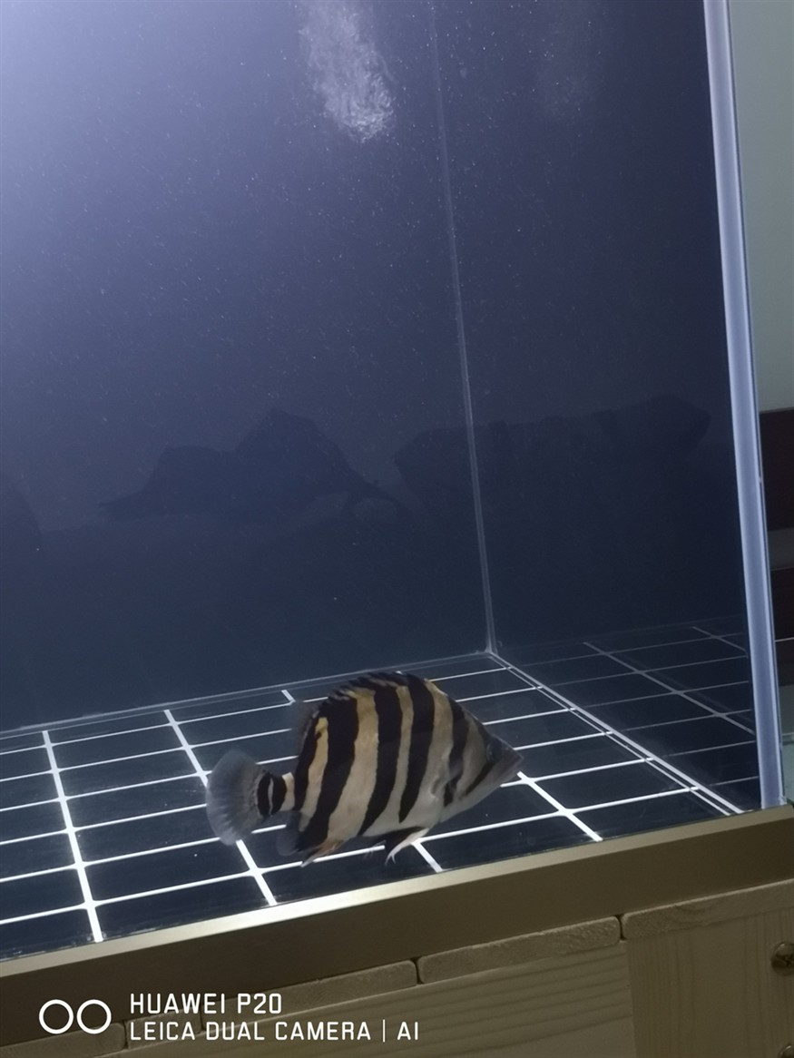 虎魚包脖包肚重要嗎？帥就完了 虎魚包脖包肚重要嗎？帥就完了 虎魚百科 第5張