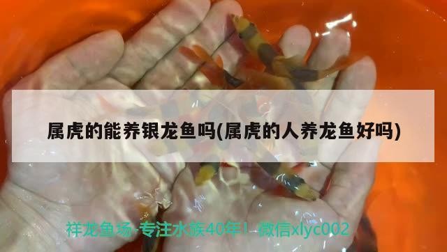 屬虎的能養銀龍魚嗎(屬虎的人養龍魚好嗎)