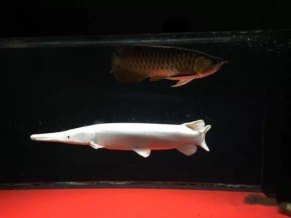白化火箭魚用多大的魚缸養：關于白化火箭魚飼養缸大小的具體信息