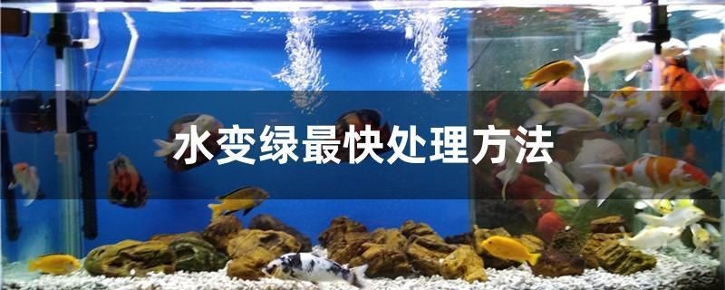 觀賞魚卡通圖片可愛呆萌(觀賞魚繪畫)