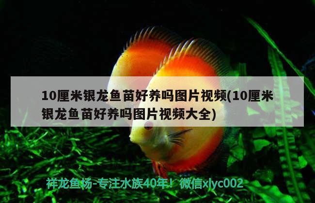 10厘米銀龍魚苗好養嗎圖片視頻(10厘米銀龍魚苗好養嗎圖片視頻大全)