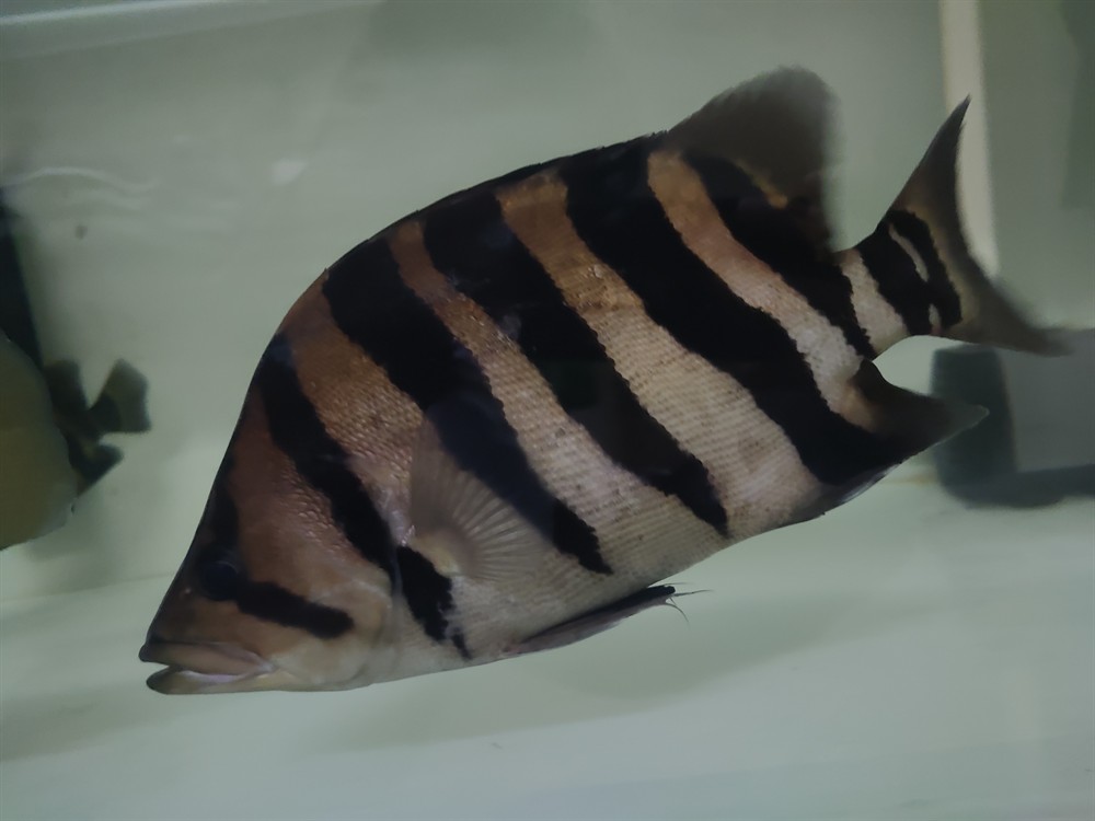 虎魚如何分公母？