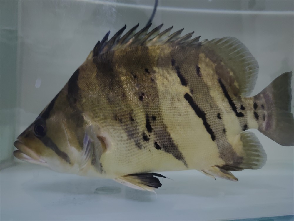 虎魚如何分公母？