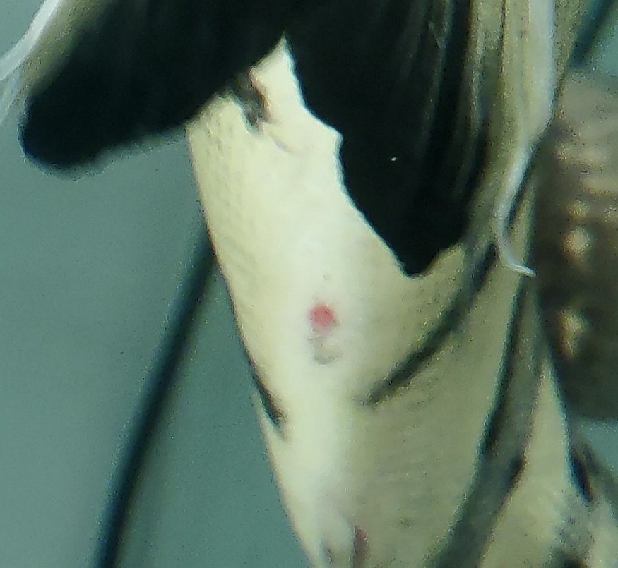 虎魚如何分公母？