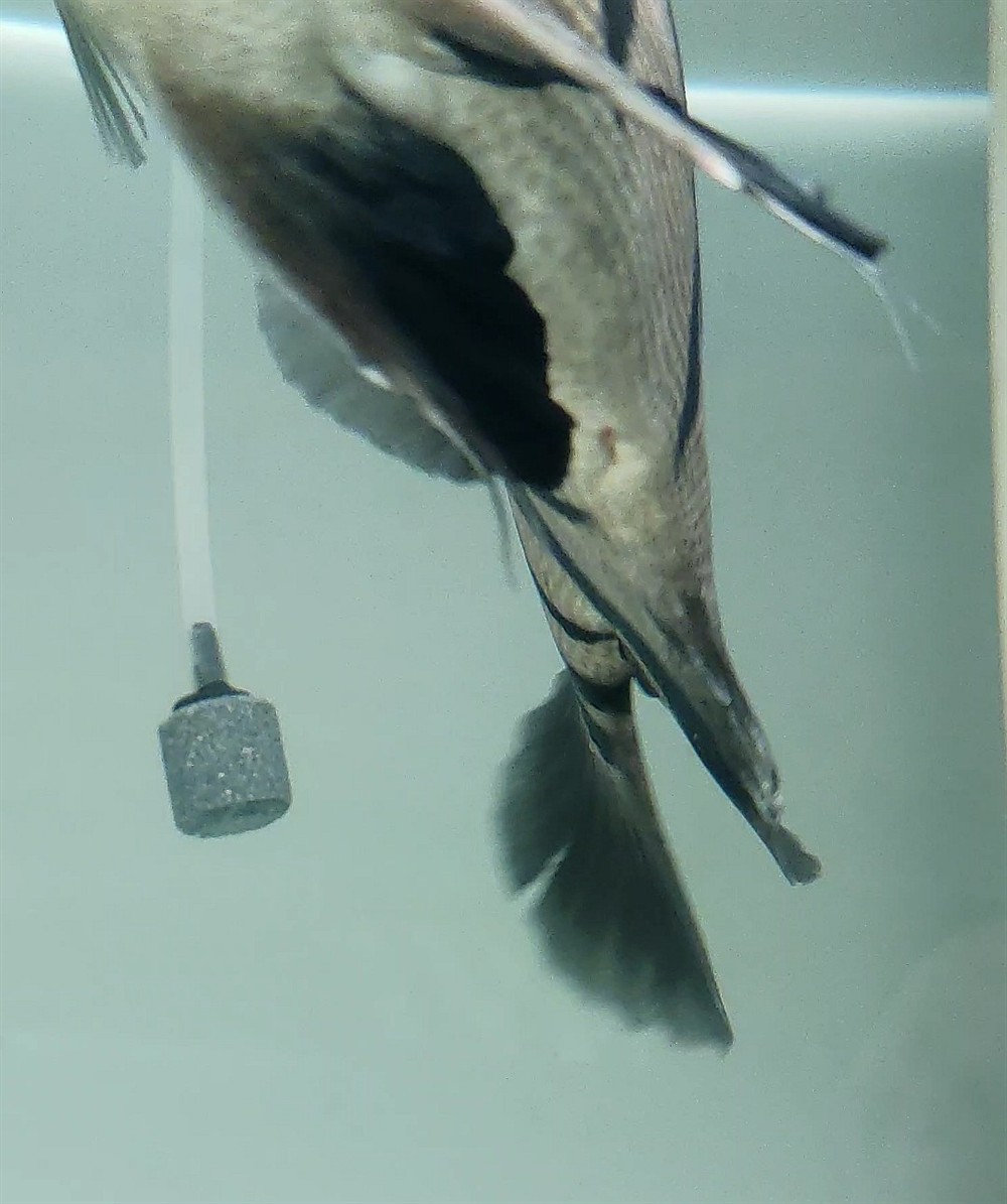 虎魚如何分公母？
