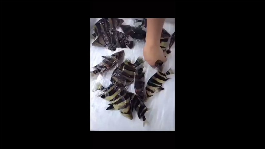 虎魚即是一種觀賞魚也是一份情懷
