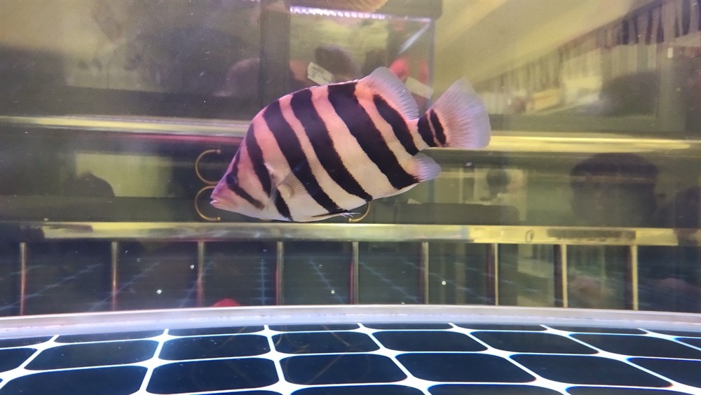 虎魚曬一曬聽說明的快