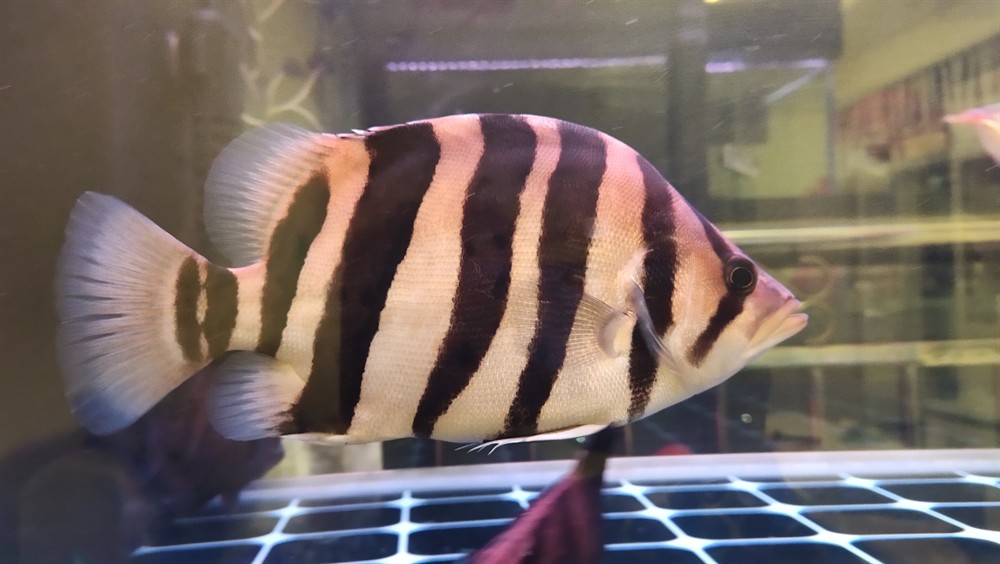 虎魚曬一曬聽說明的快