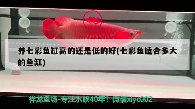 虎魚被龍魚吃了？？
