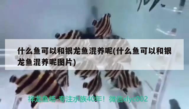 什么魚可以和銀龍魚混養呢(什么魚可以和銀龍魚混養呢圖片)