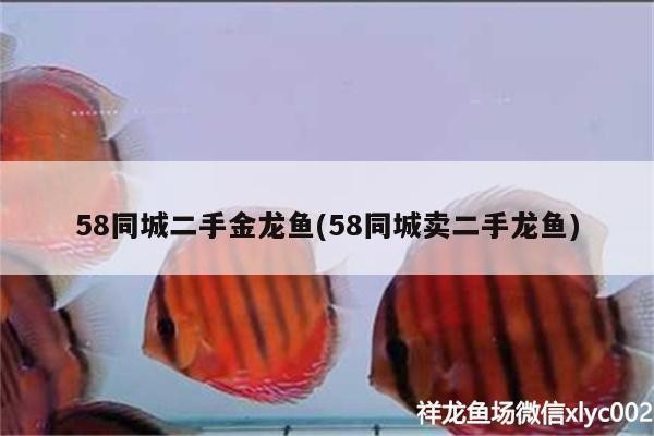58同城二手金龍魚(58同城賣二手龍魚)